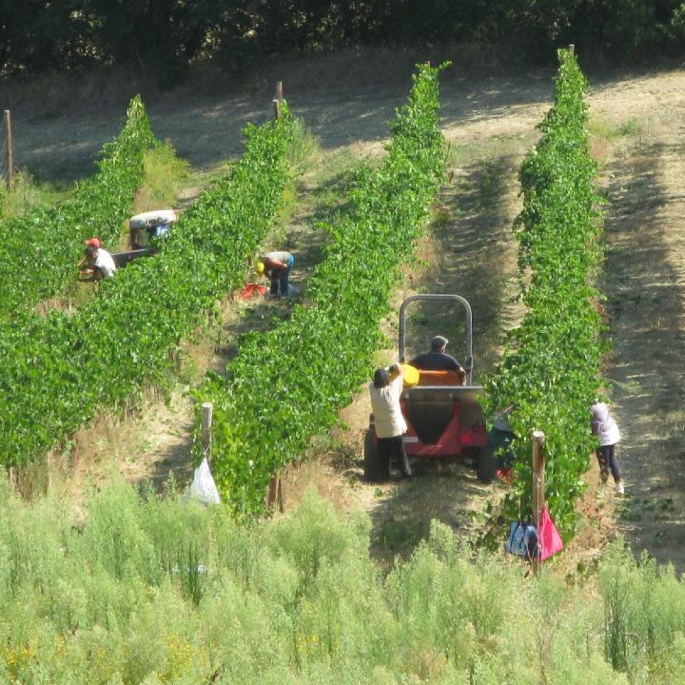 2012 harvest
