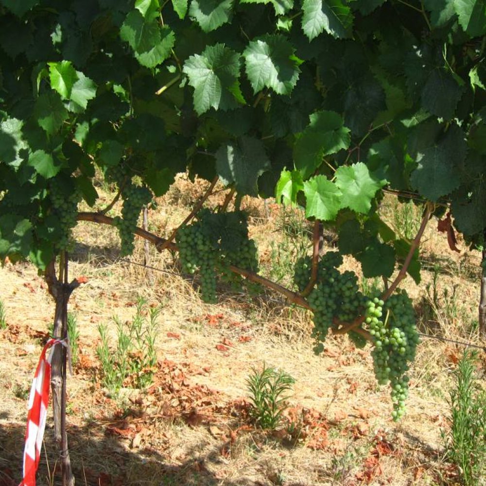 Ricerca in vigna