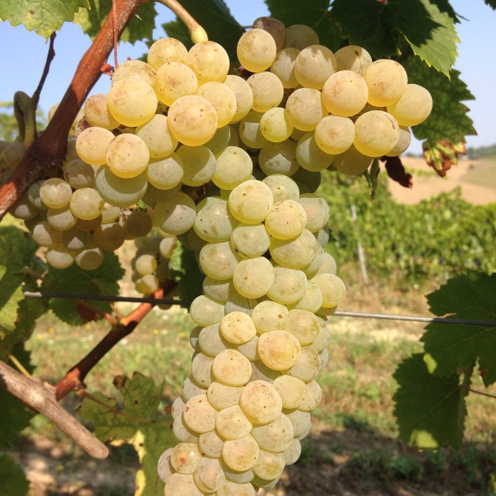 Nel mezzo del cammin….di nostra vendemmia!!