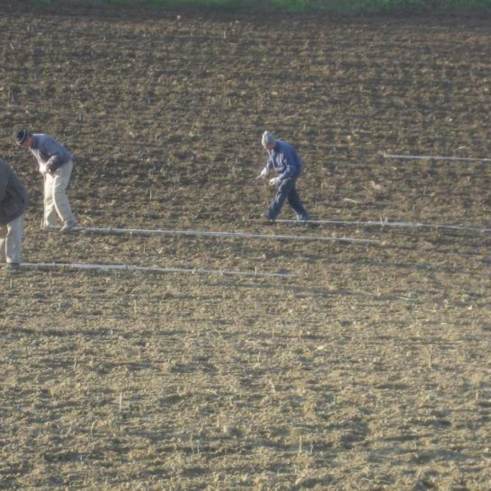 Ecco il nuovo vigneto!