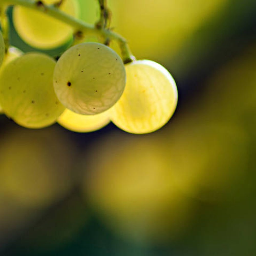 Sorgente del vino live 2017