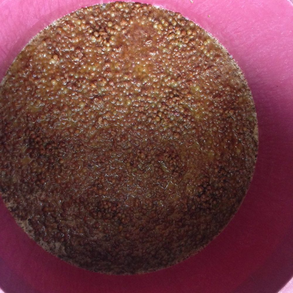 La vendemmia 2015 è iniziata