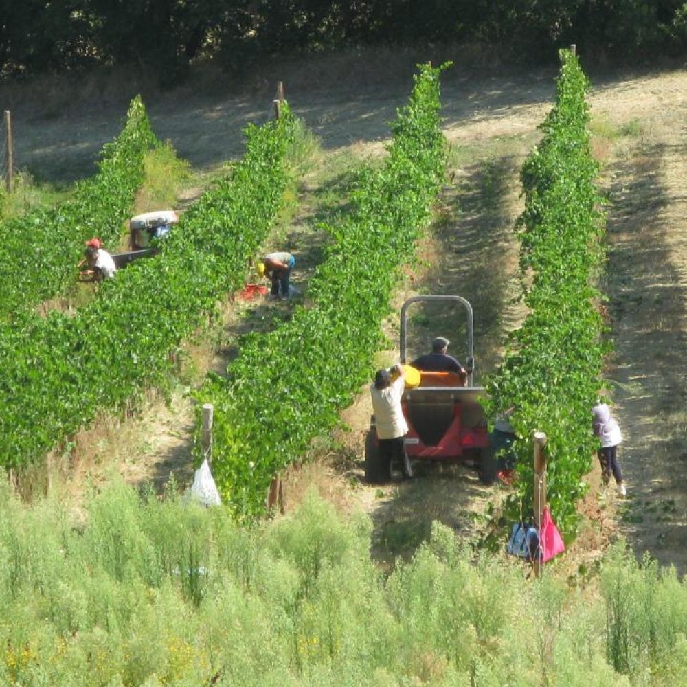 E’ iniziata la vendemmia 2012